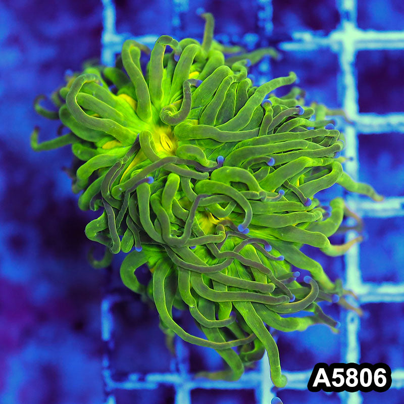 Item#A5806LW5806(M) WYSIWYG Indo Maricultured Rare Blue Tip Holy Grail Torch Single Head
