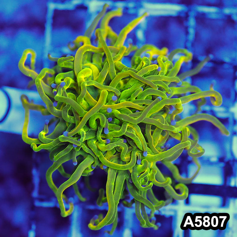 Item#A5807LW5807(M) WYSIWYG Indo Maricultured Rare Blue Tip Holy Grail Torch Single Head