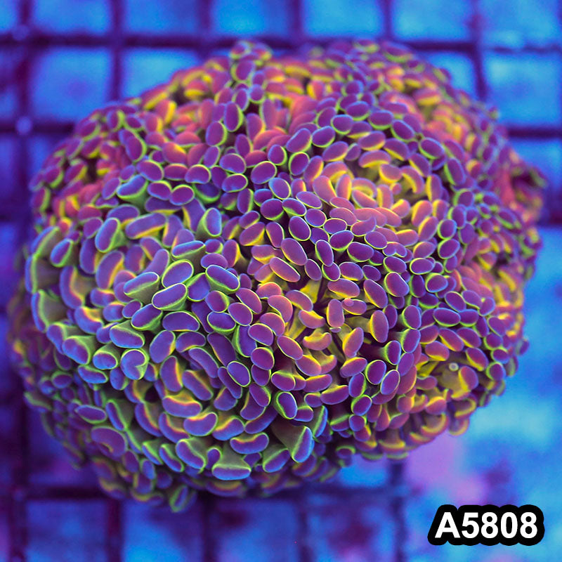 Item#A5808LW5808(L) WYSIWYG Indo Maricultured Hologram Branching Hammer Colony