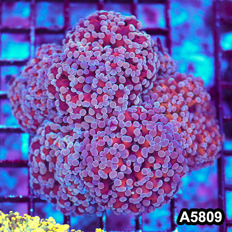 Item#A5809LW5809(M) WYSIWYG Indo Gold Stem Rainbow Tip Frammer Colony