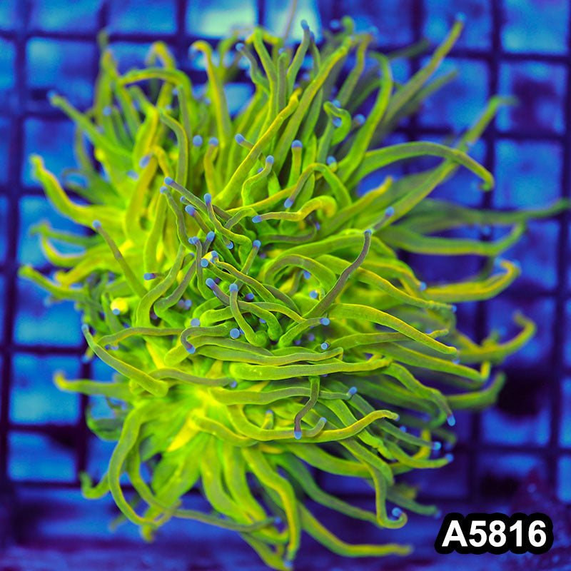 Item#A5816LW5816(M) WYSIWYG Indo Maricultured Rare Blue Tip Holy Grail Torch Double Head