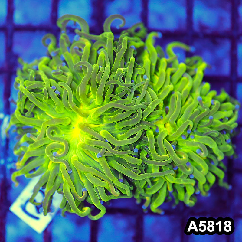 Item#A5818LW5818(M) WYSIWYG Indo Maricultured Rare Blue Tip Holy Grail Torch Double Head