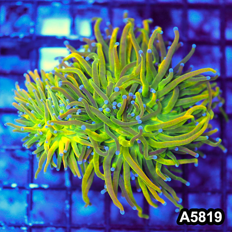 Item#A5819LW5819(M) WYSIWYG Indo Maricultured Rare Blue Tip Holy Grail Torch Double Head