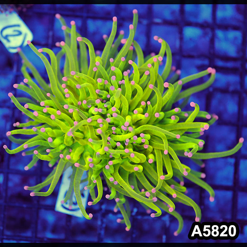 Item#A5820LW5820(M) WYSIWYG Indo Maricultured Rare Pink Tip Holy Grail Torch Double Head