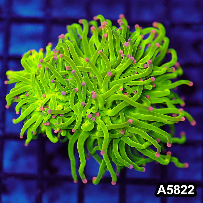 Item#A5822LW5822(M) WYSIWYG Indo Maricultured Rare Pink Tip Holy Grail Torch Double Head