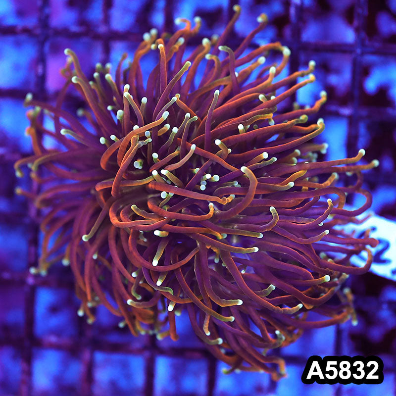 Item#A5832LW5832(M) WYSIWYG Indo Maricultured Gold Dragon Soul 2 Headed Torch