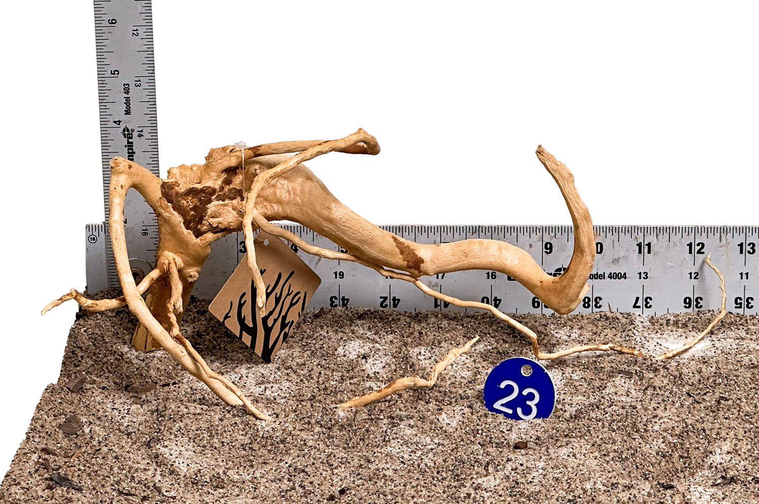 WYSIWYG 23BU - 260325 - Spider Wood (Small)