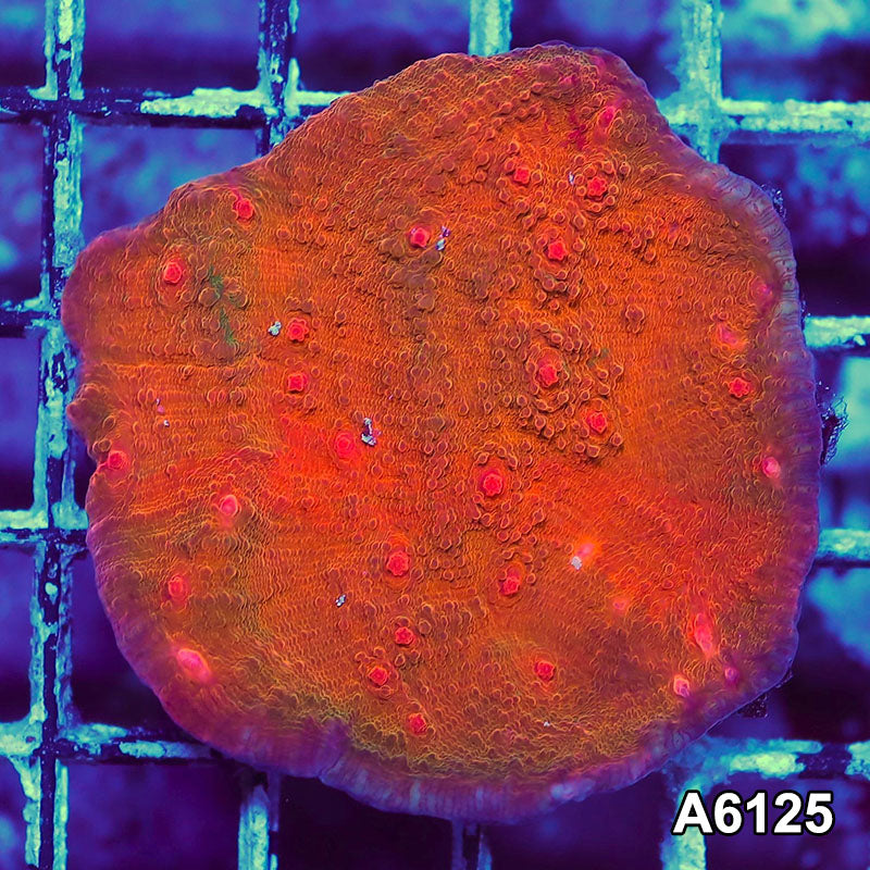 Item#A6125S1B6125(S) JAPRIL2726581 WYSIWYG Aussie Ultra Chalice