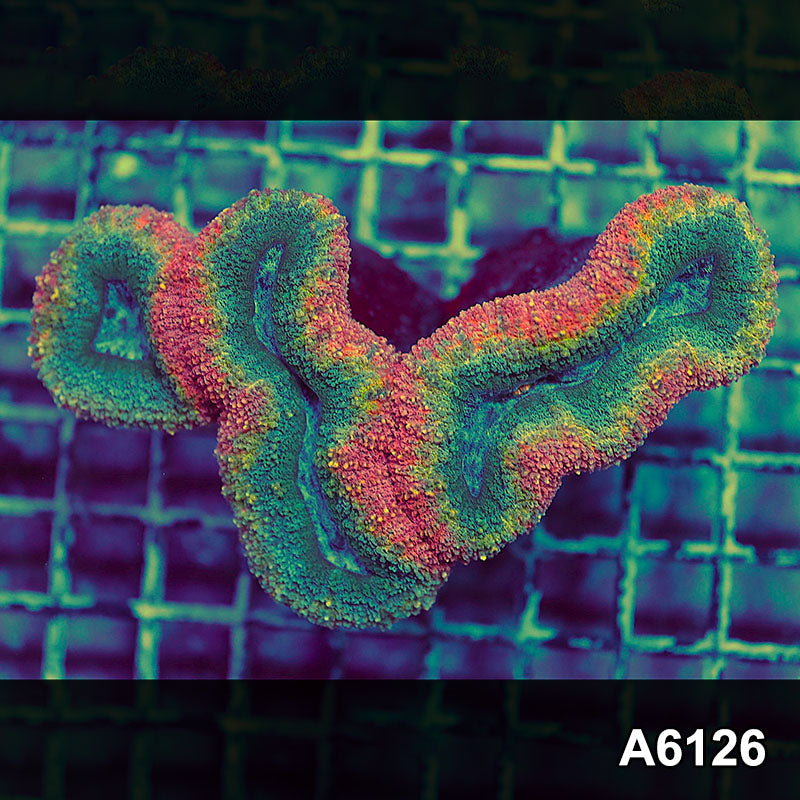 Item#A6126S1B6126(M) JAPRIL2726575 WYSIWYG Aussie Rainbow Lobophyllia Colony