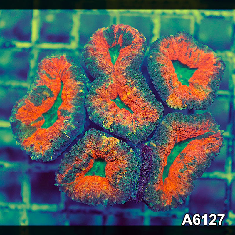 Item#A6127S1B6127(M) JAPRIL2726573 WYSIWYG Aussie Ultra Lobophyllia Colony
