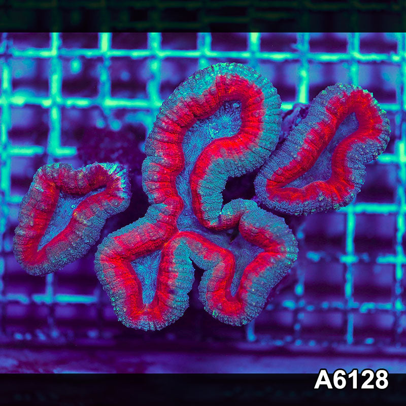 Item#A6128S1B6128(M) JAPRIL2726567 WYSIWYG Aussie Ultra Lobophyllia Colony