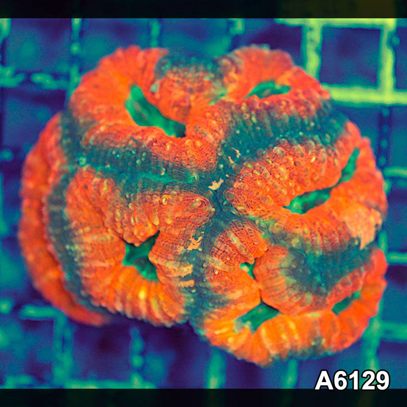 Item#A6129S1B6129(M) JAPRIL2726561 WYSIWYG Aussie Ultra Lobophyllia Colony