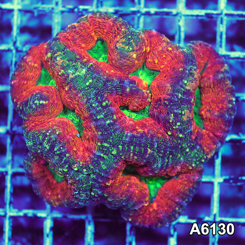 Item#A6130S1B6130(M) JAPRIL2726560 WYSIWYG Aussie Ultra Lobophyllia Colony