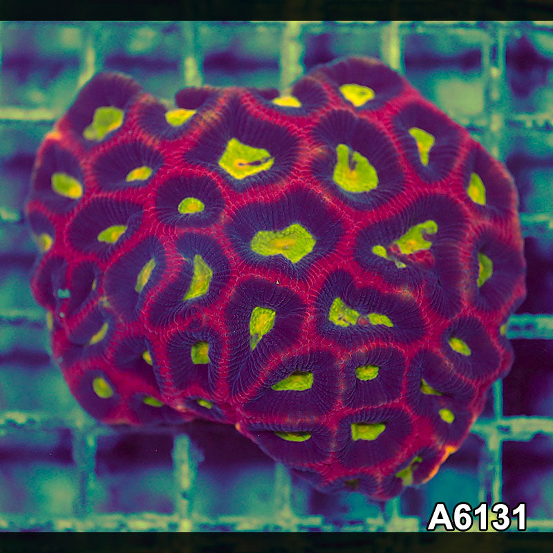 Item#A6131S1B6131(M) iAPRIL2726474 WYSIWYG Aussie Ultra Dragon Soul Prism Favia Colony