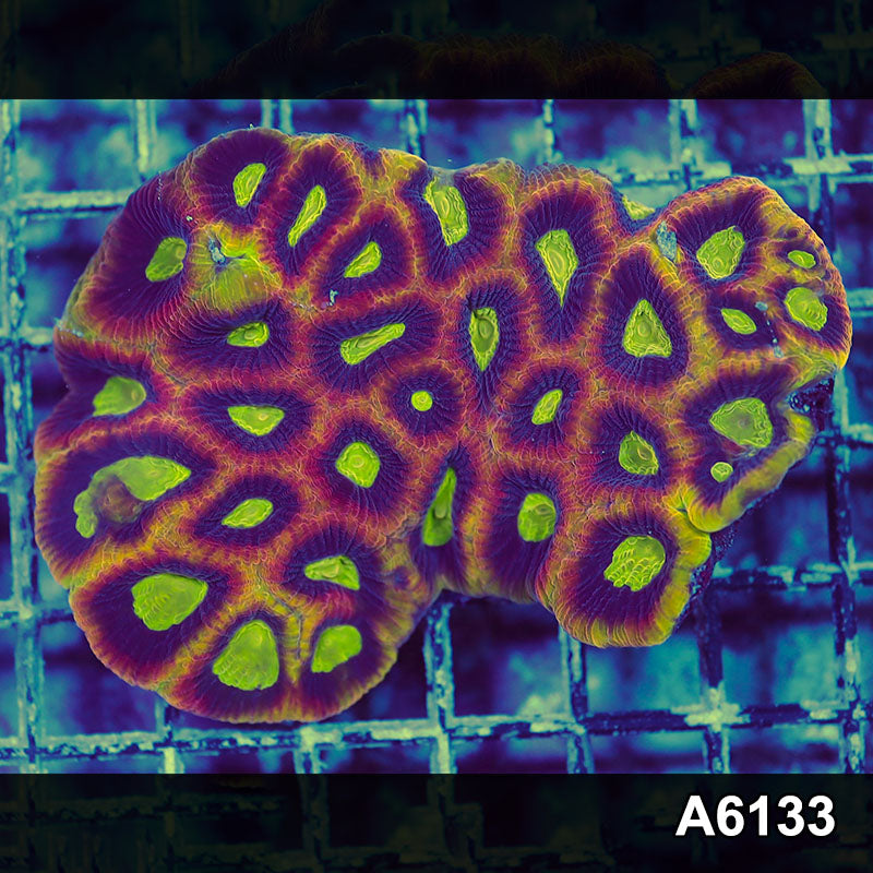 Item#A6133S1B6133(M) iAPRIL2726469 WYSIWYG Aussie Ultra Dragon Soul Prism Favia Colony