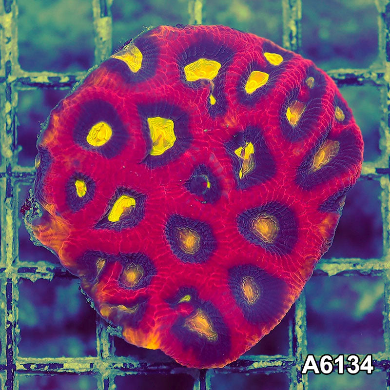 Item#A6134S1B6134(S) iAPRIL2726468 WYSIWYG Aussie Ultra Dragon Soul Prism Favia Colony