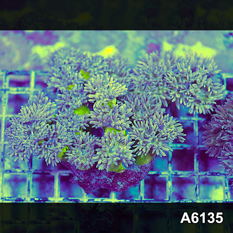 Item#A6135S1B6135(L) iAPRIL2726464 WYSIWYG Aussie Ultra Neon Stem Duncan Colony