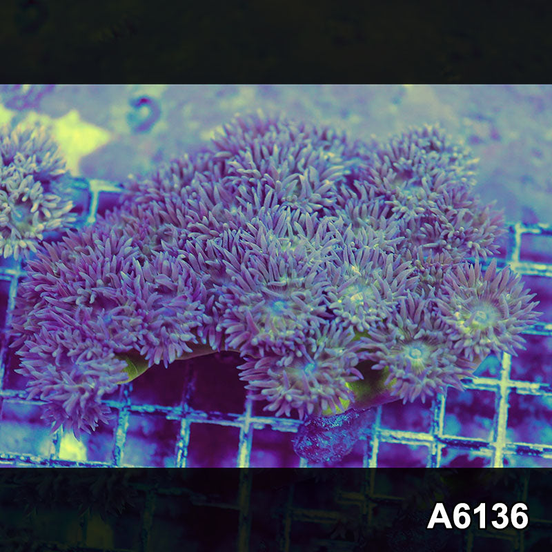 Item#A6136S1B6136(L) iAPRIL2726463 WYSIWYG Aussie Ultra Neon Stem Duncan Colony