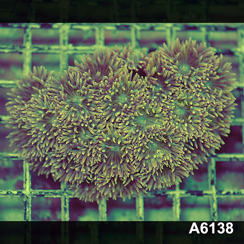 Item#A6138S1B6138(M) iAPRIL2726458 WYSIWYG Aussie Ultra Neon Stem Duncan Colony