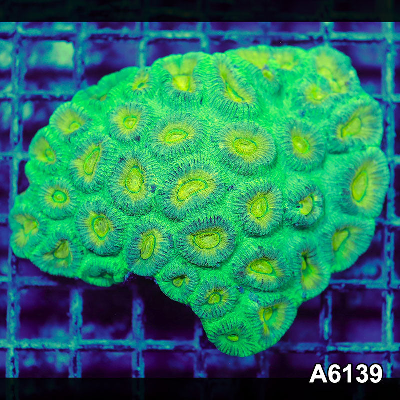 Item#A6139S1B6139(M) iAPRIL2726444 WYSIWYG Aussie Ultra Unique Favia Colony