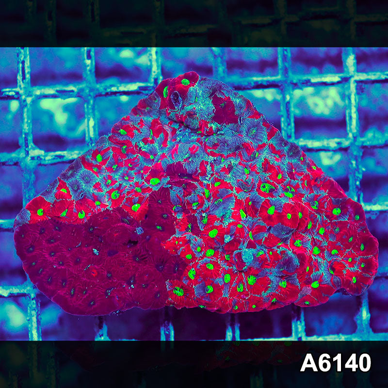 Item#A6140S1B6140(S) iAPRIL2726443 WYSIWYG Aussie Ultra Unique Grafted War Coral Favites Colony