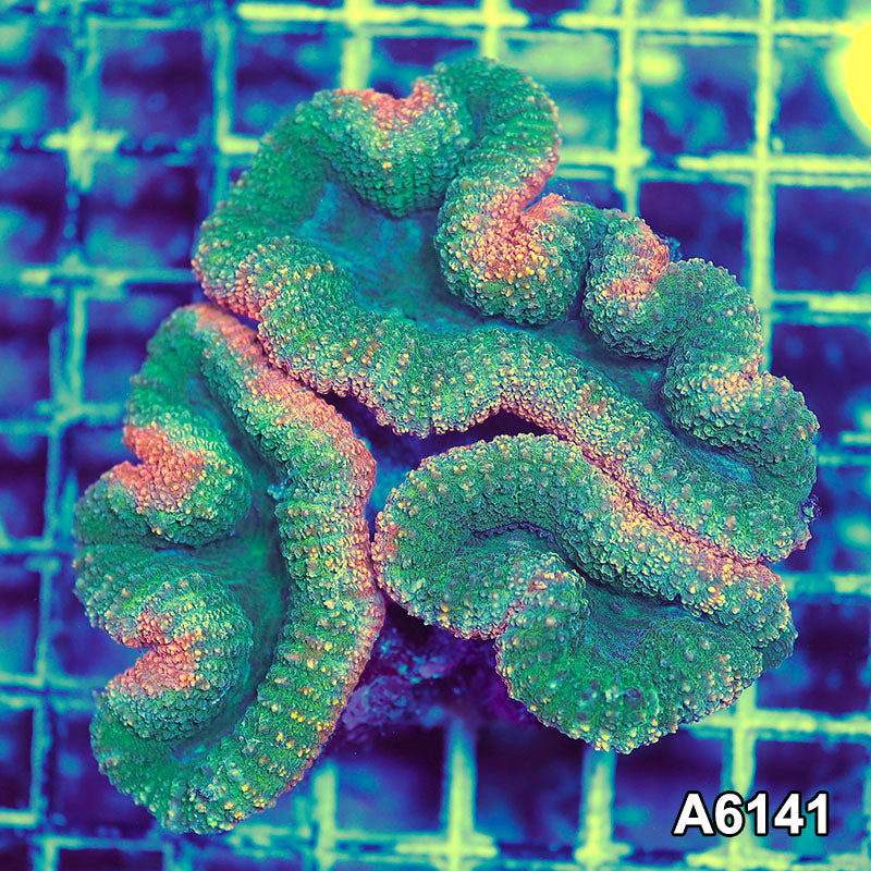 Item#A6141S1B6141(M) GGGAPRIL2726400 WYSIWYG Aussie Rainbow Lobophyllia Colony