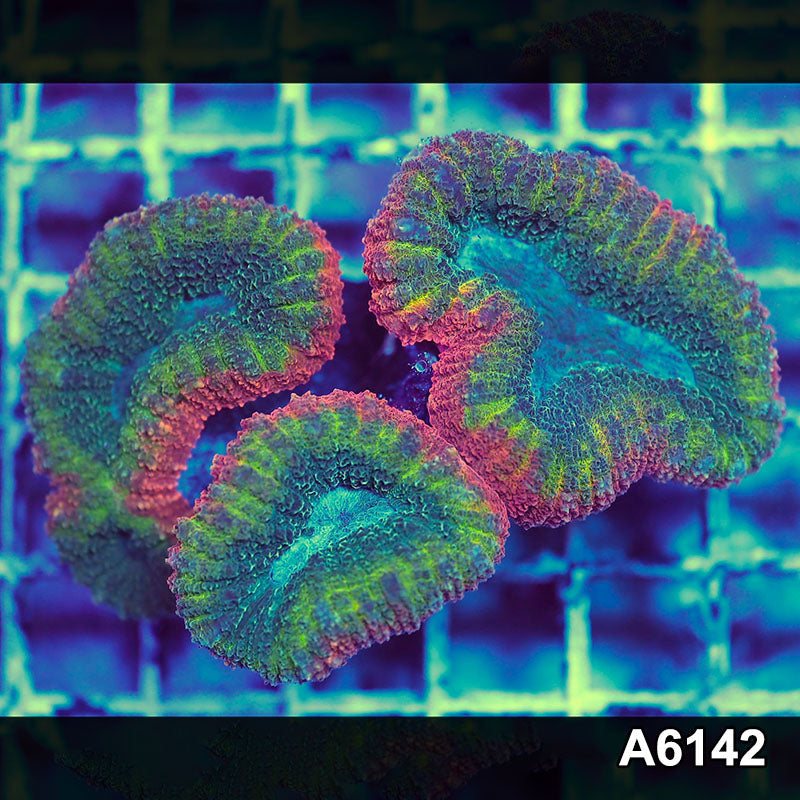 Item#A6142S1B6142(M) GGGAPRIL2726399 WYSIWYG Aussie Rainbow Lobophyllia Colony