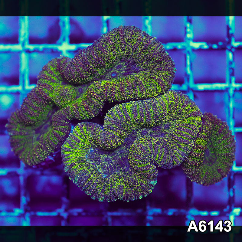 Item#A6143S1B6143(M) GGGAPRIL2726395 WYSIWYG Aussie Ultra Lobophyllia Colony
