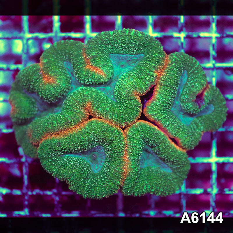 Item#A6144S1B6144(M) GGGAPRIL2726394 WYSIWYG Aussie Rainbow Lobophyllia Colony