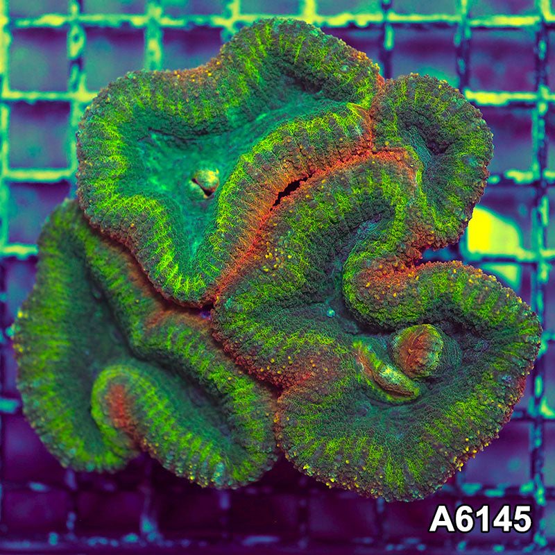 Item#A6145S1B6145(M) GGGAPRIL2726390 WYSIWYG Aussie Rainbow Lobophyllia Colony