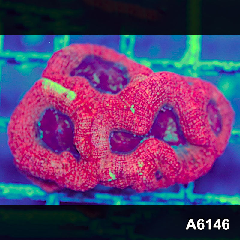 Item#A6146S1B6146(S) AAPRIL2726135 WYSIWYG Aussie Ultra Bowerbanki Mini Colony