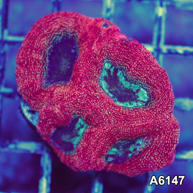 Item#A6147S1B6147(S) AAPRIL2726133 WYSIWYG Aussie Ultra Bowerbanki Mini Colony