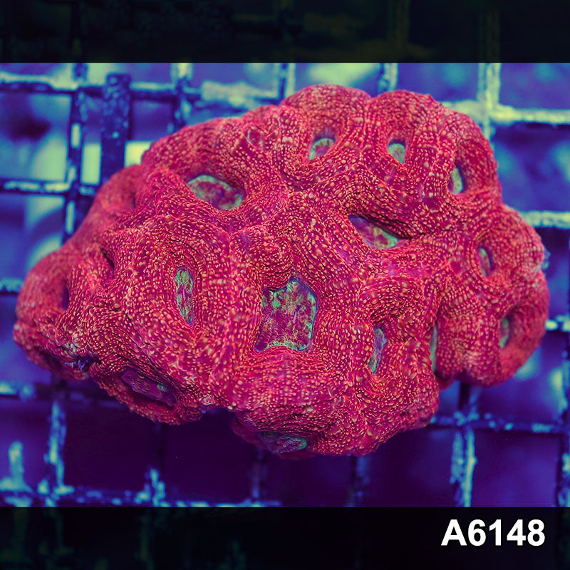 Item#A6148S1B6148(S) AAPRIL2726131 WYSIWYG Aussie Ultra Bowerbanki Mini Colony
