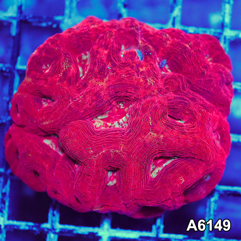 Item#A6149S1B6149(S) AAPRIL2726129 WYSIWYG Aussie Ultra Bowerbanki Mini Colony