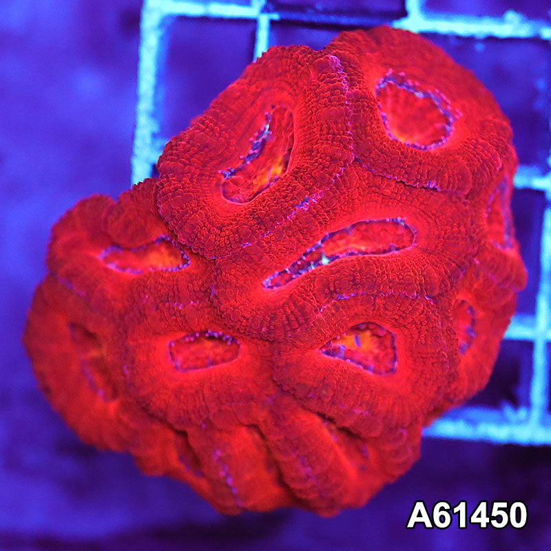 Item#A6150S36150(S) AAPRIL2726108 WYSIWYG Aussie Ultra Acan Lord Mini Colony