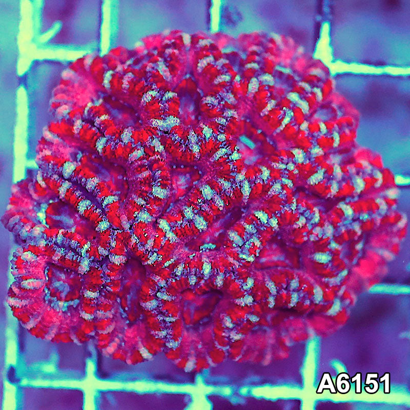 Item#A6151S36151(S) AAPRIL2726093 WYSIWYG Aussie Ultra Acan Lord Mini Colony