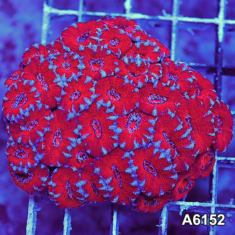 Item#A6152S36152(S) AAPRIL2726088 WYSIWYG Aussie Ultra Acan Lord Mini Colony