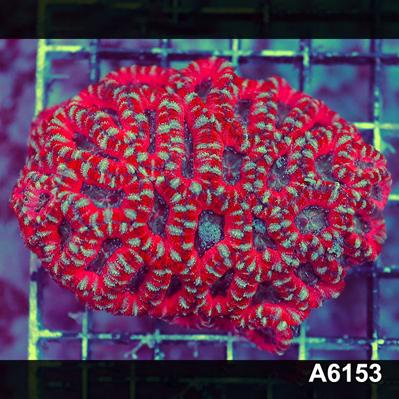 Item#A6153S36153(S) AAPRIL2726082 WYSIWYG Aussie Ultra Acan Lord Mini Colony