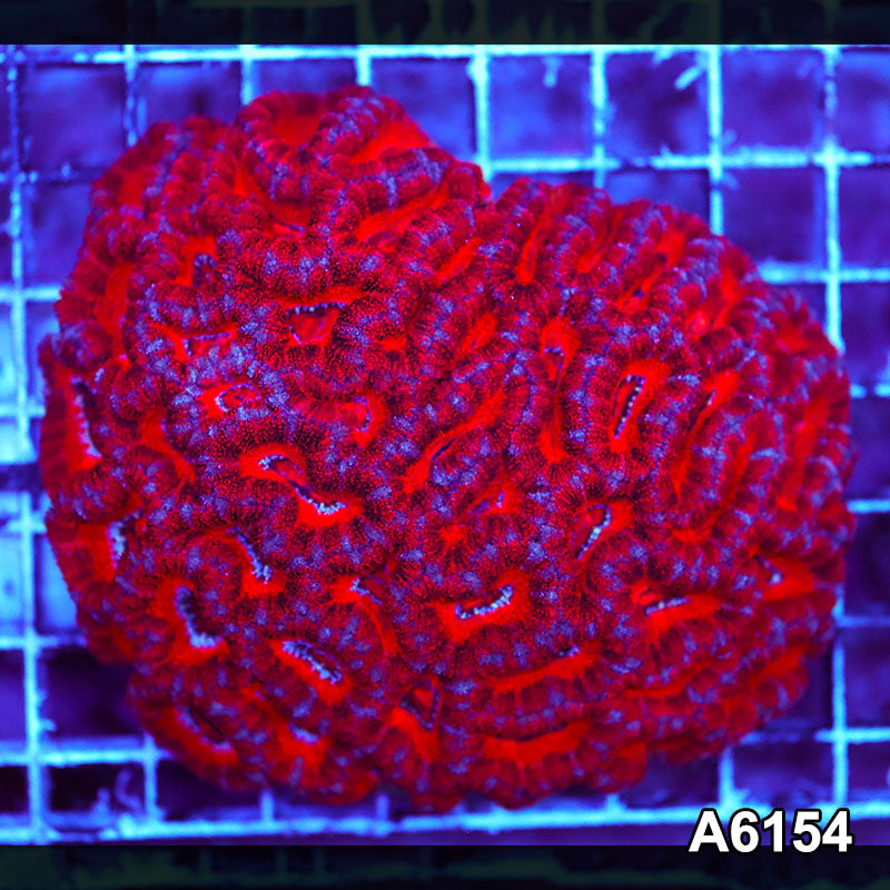 Item#A6154S36154(M) AAPRIL2726080 WYSIWYG Aussie Ultra Acan Lord Colony