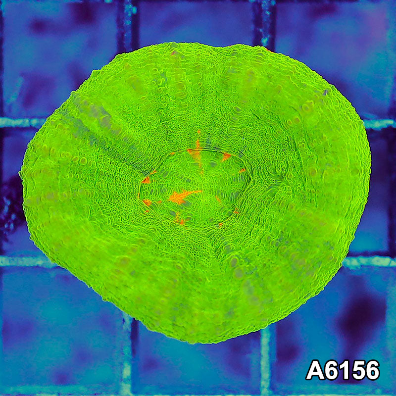 Item#A6156S36156(S) AAPRIL2726042 WYSIWYG Aussie Ultra Bleeding Apple Scolymia