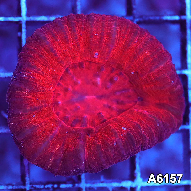Item#A6157S36157(S) AAPRIL2726040 WYSIWYG Aussie Ultra Red Scolymia