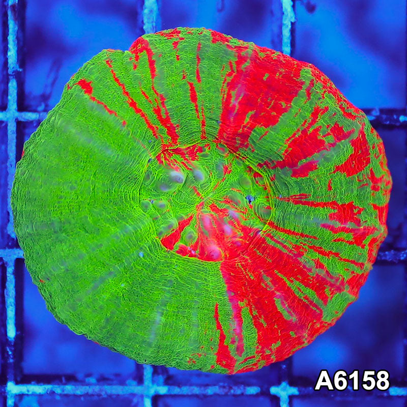 Item#A6158S36158(S) AAPRIL2726033 WYSIWYG Aussie Ultra Bleeding Apple Scolymia