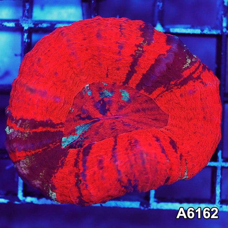 Item#A6162S36162(S) AAPRIL2726024 WYSIWYG Aussie Ultra Unique War Paint Scolymia