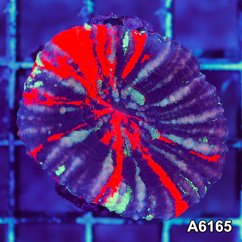 Item#A6165S36165(S) AAPRIL2726019 WYSIWYG Aussie Ultra Unique War Paint Scolymia