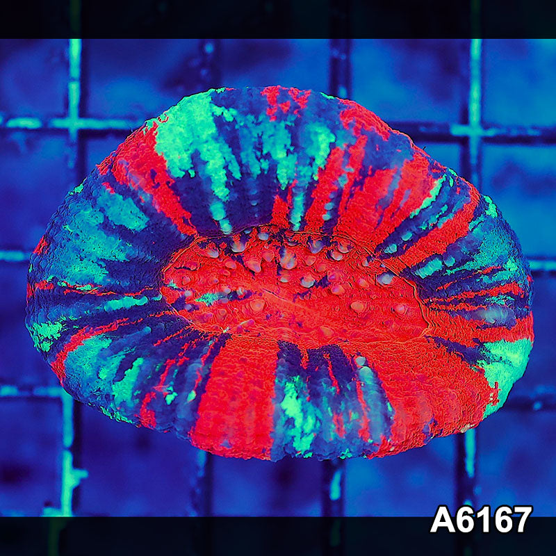 Item#A6167S36167(S) AAPRIL2726011 WYSIWYG Aussie Ultra Unique War Paint Scolymia