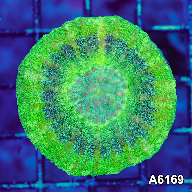 Item#A6169S36169(S) AAPRIL272607 WYSIWYG Aussie Ultra Unique UFO Scolymia