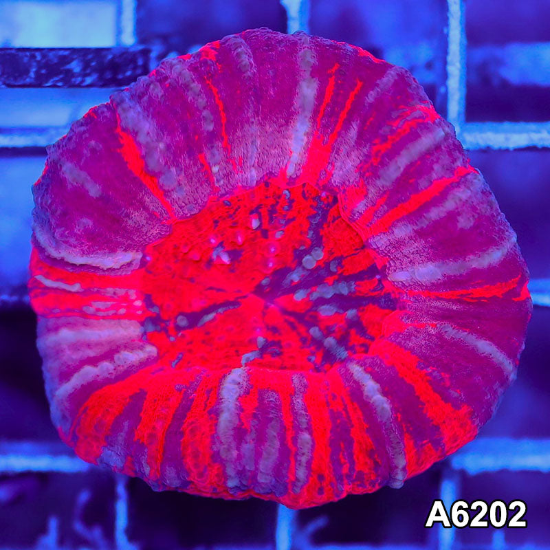 Item#A6202S36202(S) AMAY1126028 WYSIWYG Aussie Ultra Unique Pink Scolymia