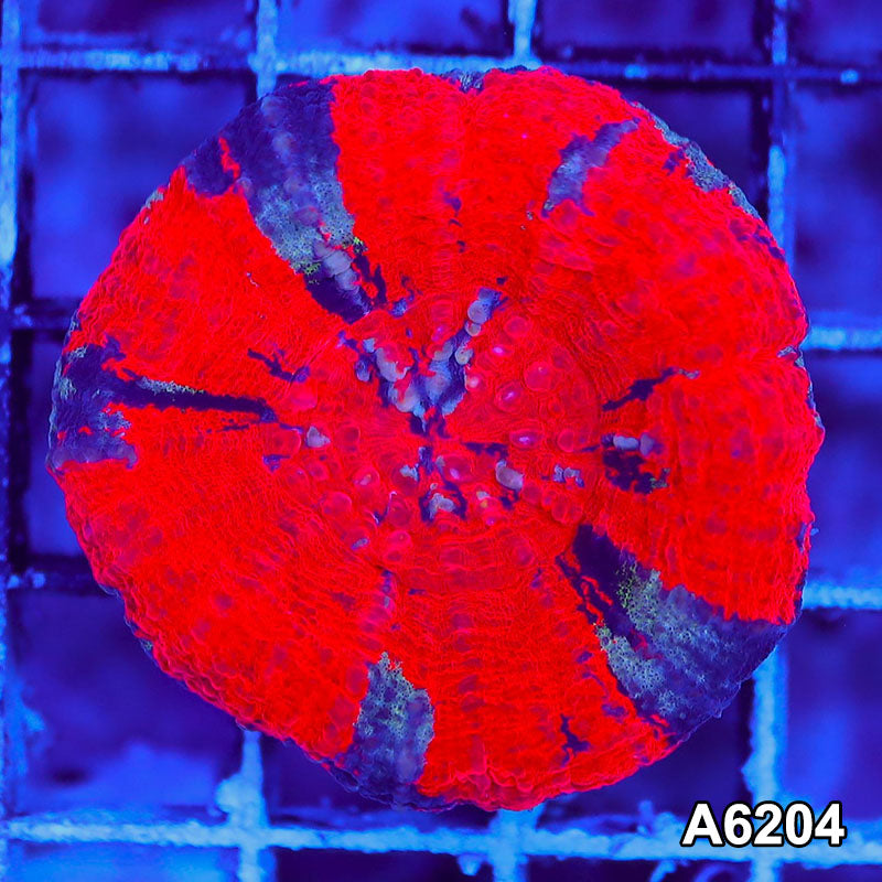 Item#A6204S36204(S) AMAY1126032 WYSIWYG Aussie Ultra War Paint Scolymia
