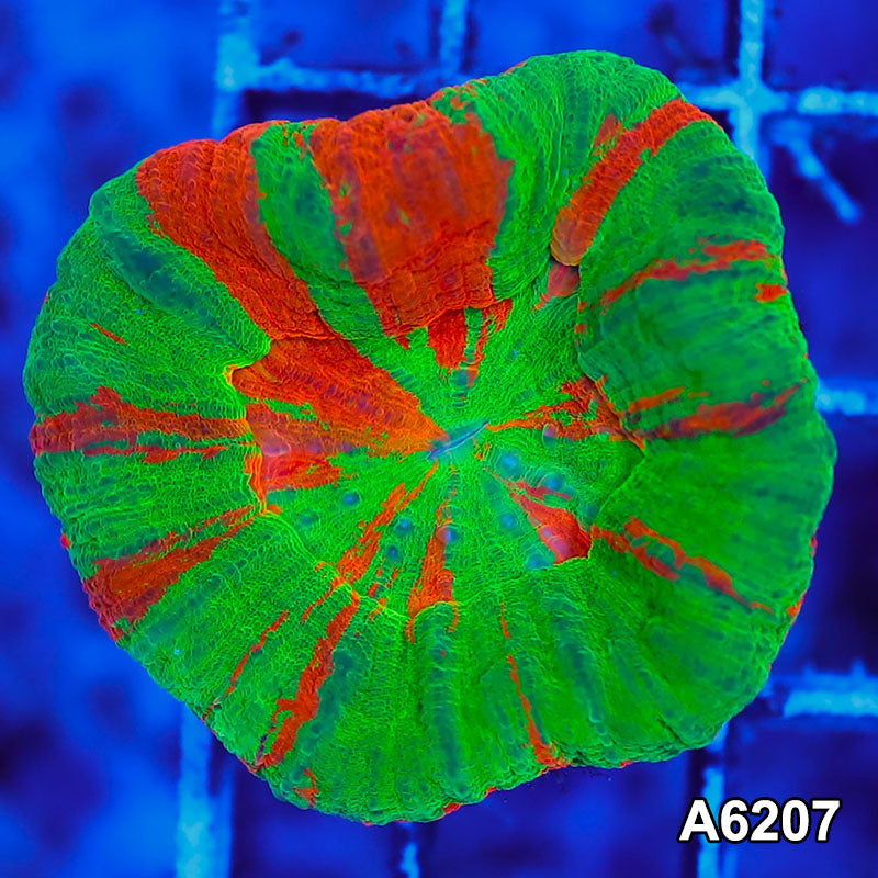 Item#A6207S36207(S) AMAY112609 WYSIWYG Aussie Ultra Bleeding Apple Scolymia