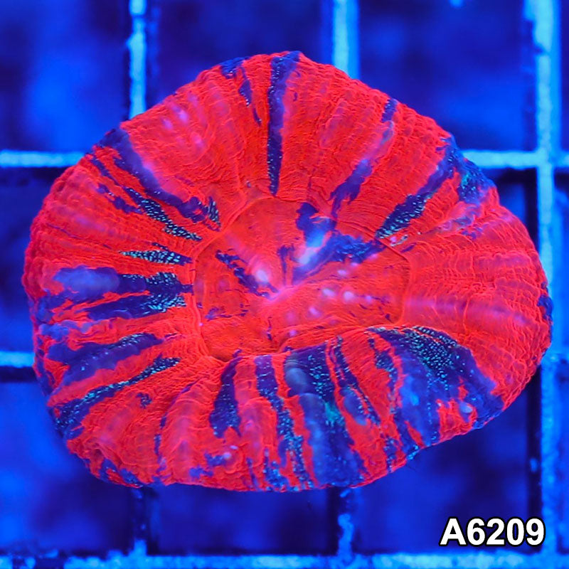 Item#A6209S36209(S) AMAY1126017 WYSIWYG Aussie Ultra War Paint Scolymia